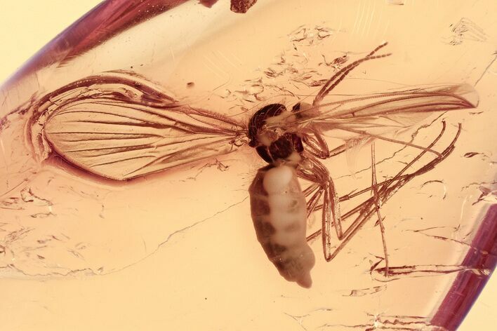 Detailed Fossil Fungus Gnat (Mycetophilidae) In Baltic Amber #330662